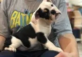 Healthy bulldog puppies 