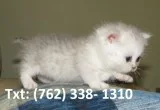 Dkjwyeh munchkin kittens