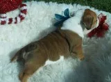 Adorable english bulldog puppies