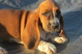 Basset hound puppies