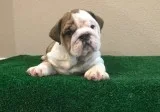 Home raised english bulldogs for sale