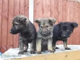 Beautiful german shepherd puppies ready