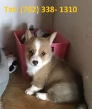 Lanbr pembroke welsh corgi puppies