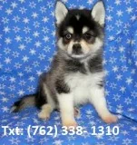 Lwosh alaskan klee kai puppies