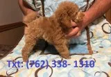 Diwpogh toy poodle puppies