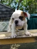 Fresh liter m/f bulldog puppies