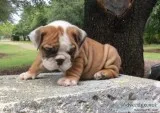 Newest liter english bulldogs ready