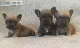 Blue quality french pups