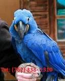 Lgreble hyacinth macaw parrots