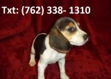 Wysphl beagle puppies