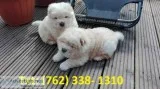 Wsif chow chow puppies