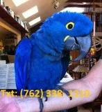Yslwu hyacinth macaw parrots 