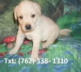 Kandh labrador retriever puppies