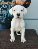 Kymwk dogo agentino puppies