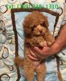 Nehr toy and mini poodle puppies