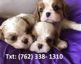 Lhak cavalier king charles spaniel puppi