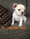 Cozy french bulldog puppies 