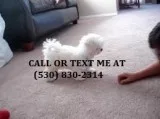 Lmnbhg playful maltese puppies for sale