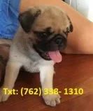 Dhev pure bred pug puppies fawn