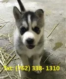 Nrcblh siberian husky puppies