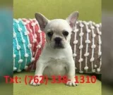 French bulldog puppies now