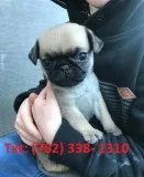 Rjdg pug puppies