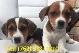 Rhjgk jack russell terrier puppies