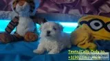 Sweat face tea cup maltese pups 4 sale