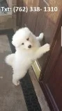 Cmsh samoyed puppies