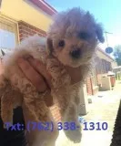 Shej toy and mini poodle puppies
