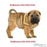 Nanatos-cuddly chinese shar pei puppies