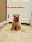 Curled up chinese shar pei puppies