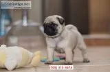 Wow sweet heart pugs puppies now