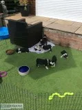 Lovely playful boston terrier