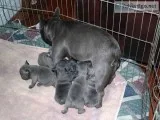 Adorable french bulldog puppies for sale