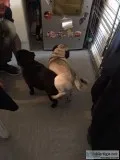 Beautiful akc pedigree pug puppies