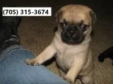 Home raised pugs puppies with shots