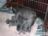 Akc registered blue & tan french bulldog