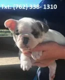 Lsbvly french bulldog puppies