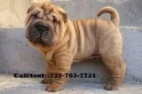 Ready-to-please chinese shar pei puppies
