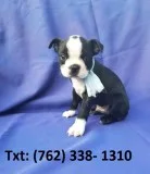 Mibpj boston terrier puppies