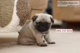 Lovely short nose pugs puppies