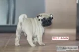 Pure bloodline fawn pugs pups