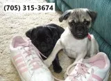 Heart beat short pugs puppies 