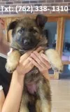 Hplm female german shepherd puppy