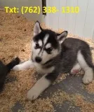 Hnsj alaskan klee kai puppies