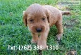 Ndmej cavoodle puppies