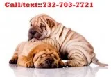 People-friendly chinese shar pei puppies