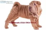 Entertaining chinese shar pei puppies