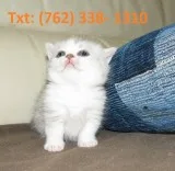 Ptuks munchkin kittens